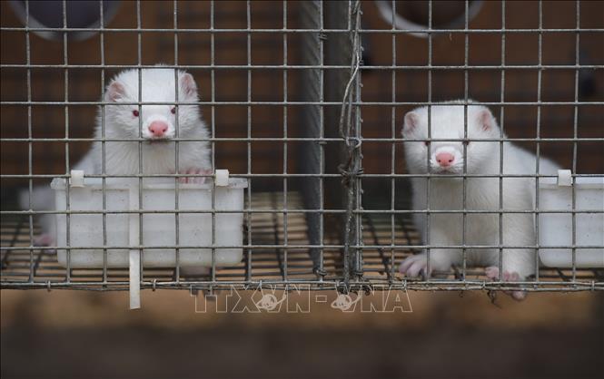 Covid-19 WWF appelle à l’élimination du trafic d’animaux sauvages et à la fin de déforestation